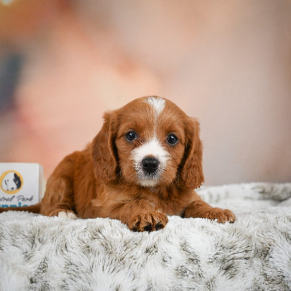 F1 Cavapoo Puppy for Sale