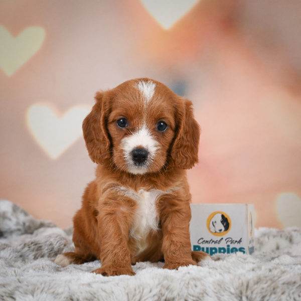 F1 Cavapoo Puppy for Sale