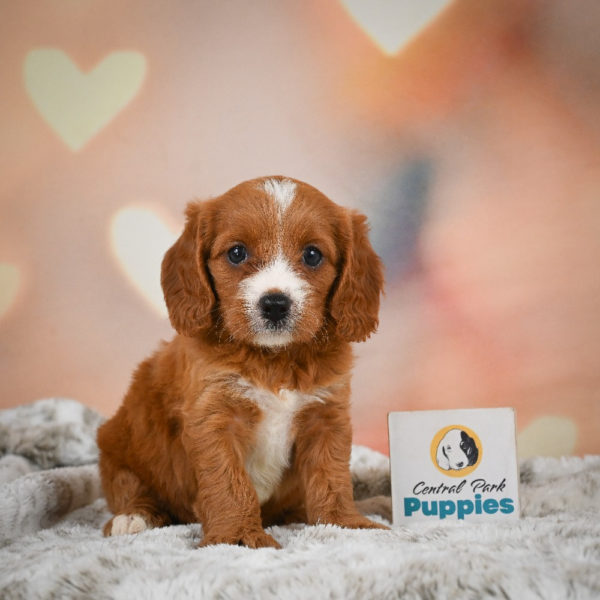 F1 Cavapoo Puppy for Sale