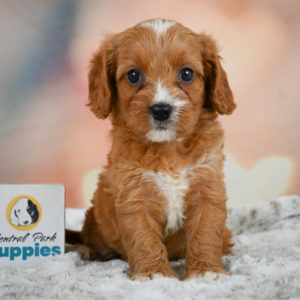 F1 Cavapoo Puppy for Sale