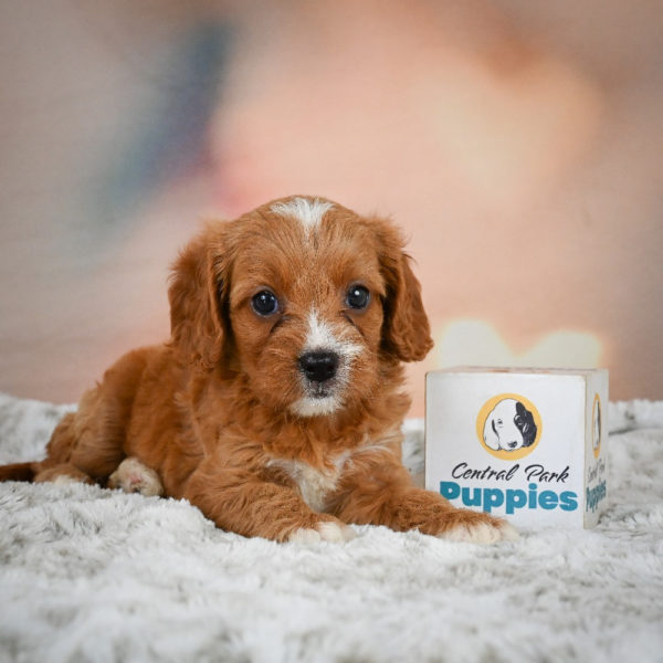 F1 Cavapoo Puppy for Sale