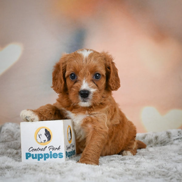 F1 Cavapoo Puppy for Sale