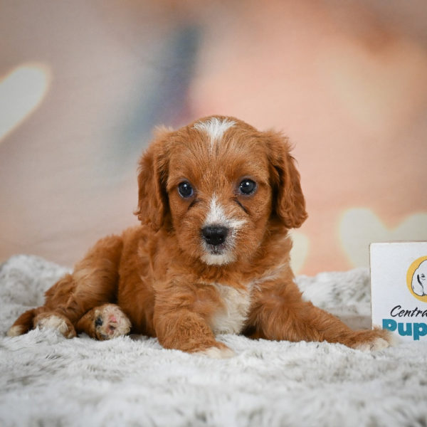 F1 Cavapoo Puppy for Sale