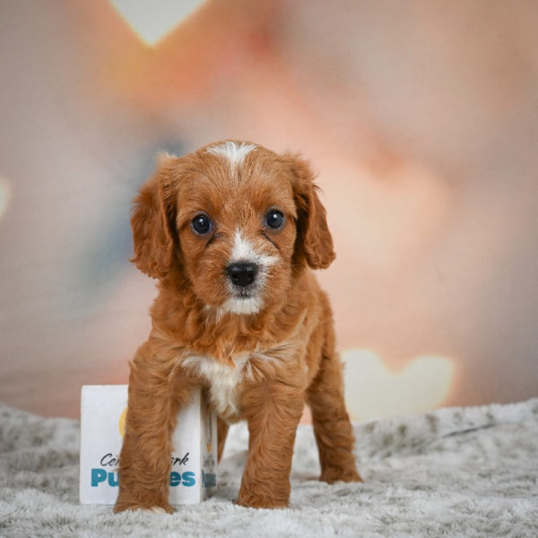 F1 Cavapoo Puppy for Sale