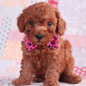 F1bb Toy Goldendoodle Puppy for Sale