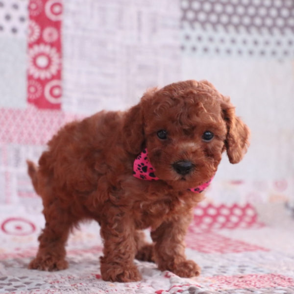 F1bb Toy Goldendoodle Puppy for Sale