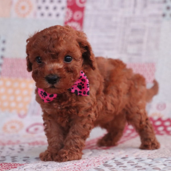 F1bb Toy Goldendoodle Puppy for Sale