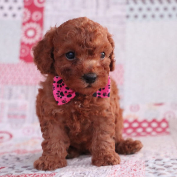 F1bb Toy Goldendoodle Puppy for Sale