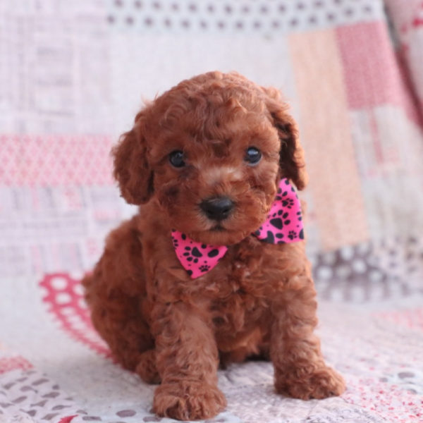F1bb Toy Goldendoodle Puppy for Sale