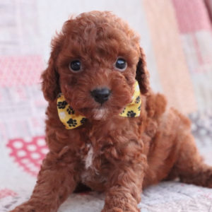 F1bb Toy Goldendoodle Puppy for Sale