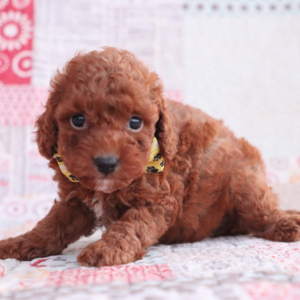 F1bb Toy Goldendoodle Puppy for Sale
