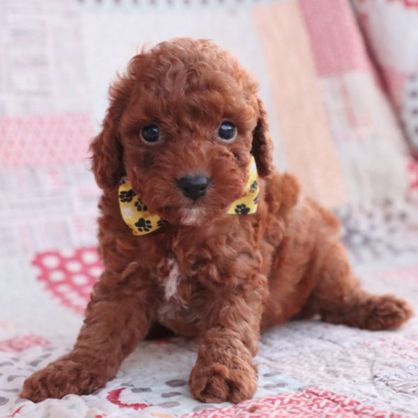 F1bb Toy Goldendoodle Puppy for Sale