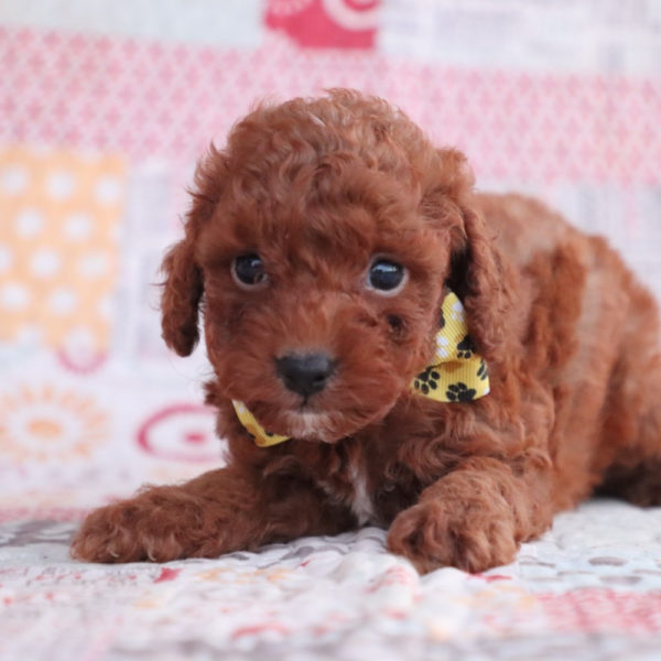 F1bb Toy Goldendoodle Puppy for Sale