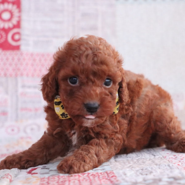 F1bb Toy Goldendoodle Puppy for Sale