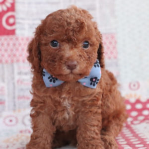 F1bb Toy Goldendoodle Puppy for Sale