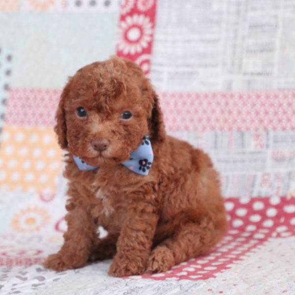 F1bb Toy Goldendoodle Puppy for Sale