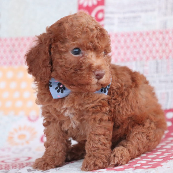 F1bb Toy Goldendoodle Puppy for Sale