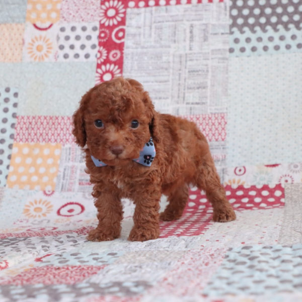 F1bb Toy Goldendoodle Puppy for Sale
