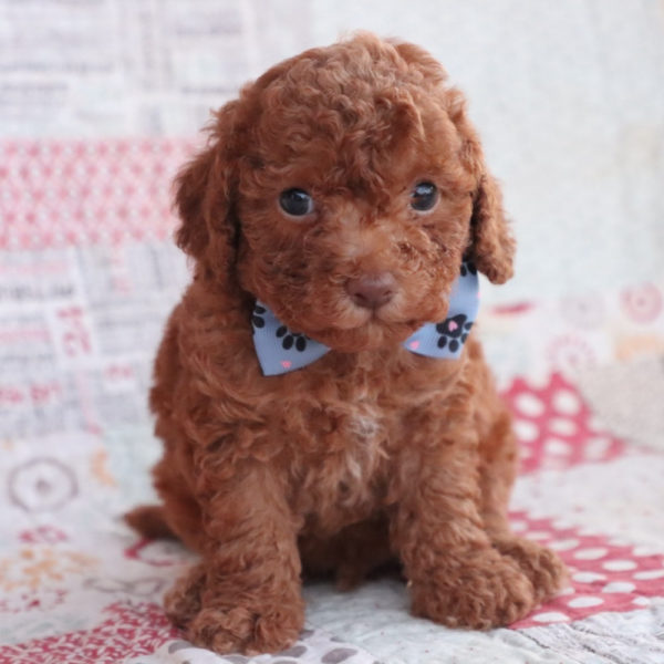 F1bb Toy Goldendoodle Puppy for Sale