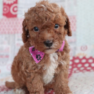 F1bb Toy Goldendoodle Puppy for Sale
