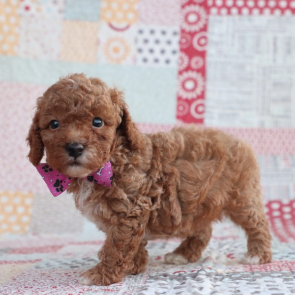 F1bb Toy Goldendoodle Puppy for Sale