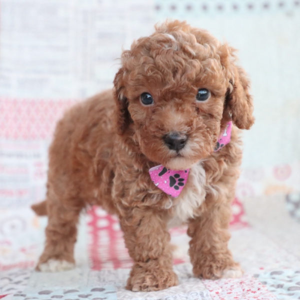 F1bb Toy Goldendoodle Puppy for Sale