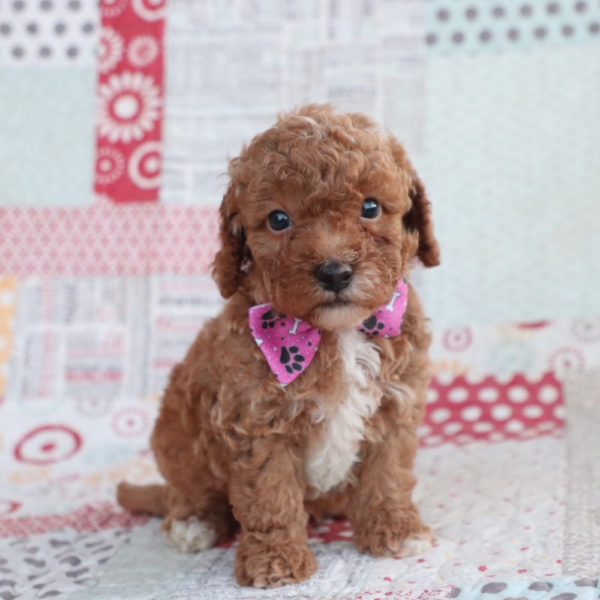 F1bb Toy Goldendoodle Puppy for Sale