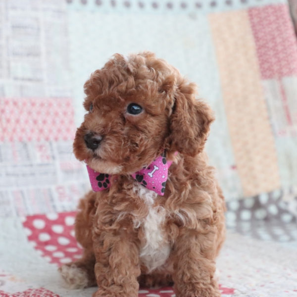 F1bb Toy Goldendoodle Puppy for Sale