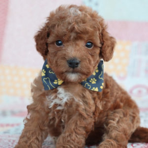 F1bb Toy Goldendoodle Puppy for Sale