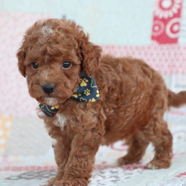 F1bb Toy Goldendoodle Puppy for Sale