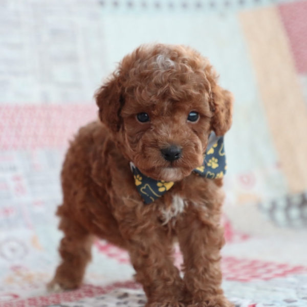 F1bb Toy Goldendoodle Puppy for Sale