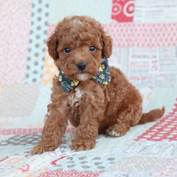 F1bb Toy Goldendoodle Puppy for Sale
