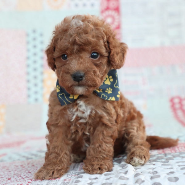 F1bb Toy Goldendoodle Puppy for Sale