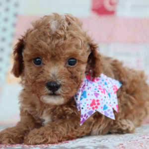 F1bb Toy Goldendoodle Puppy for Sale