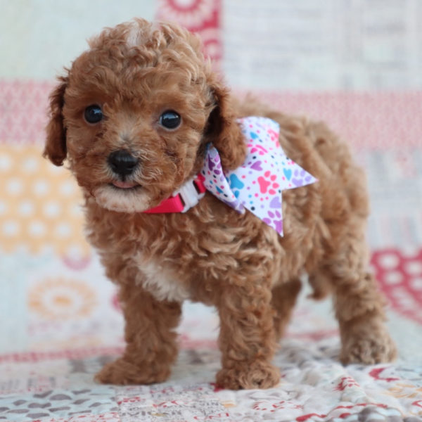 F1bb Toy Goldendoodle Puppy for Sale