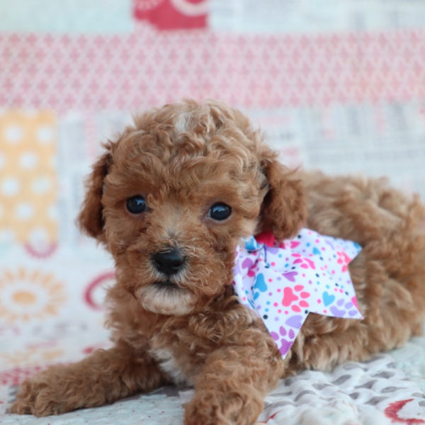 F1bb Toy Goldendoodle Puppy for Sale