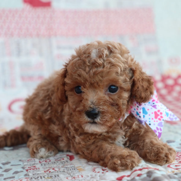 F1bb Toy Goldendoodle Puppy for Sale