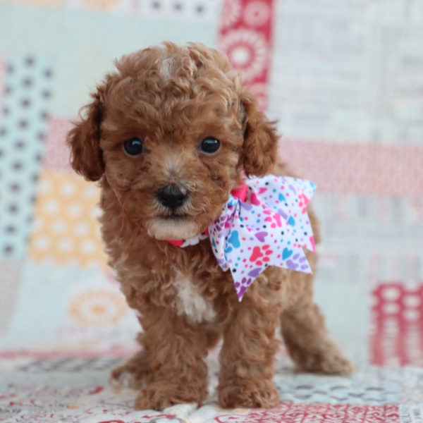 F1bb Toy Goldendoodle Puppy for Sale
