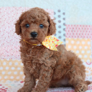 F1bb Toy Goldendoodle Puppy for Sale