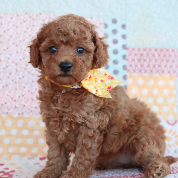 F1bb Toy Goldendoodle Puppy for Sale