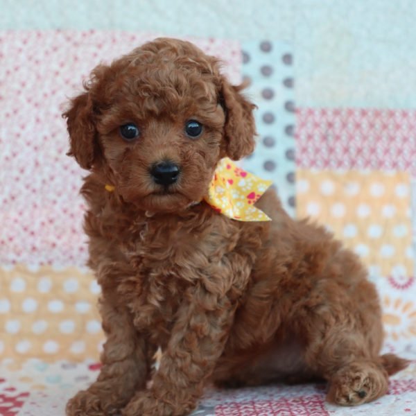 F1bb Toy Goldendoodle Puppy for Sale