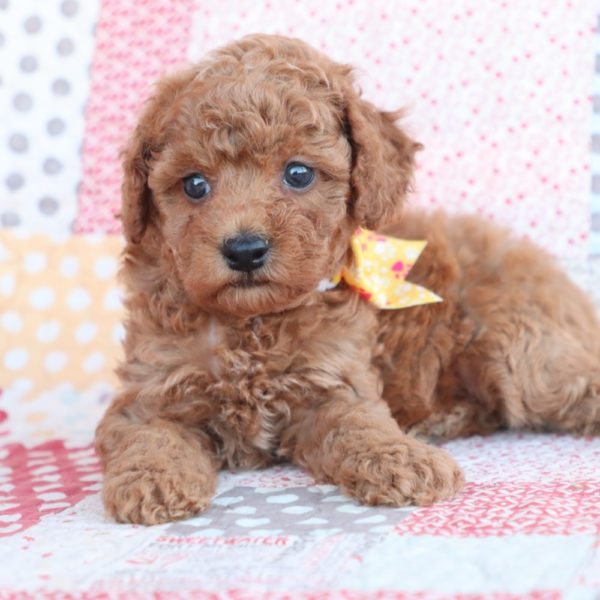 F1bb Toy Goldendoodle Puppy for Sale