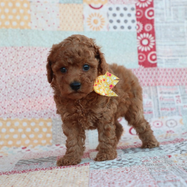 F1bb Toy Goldendoodle Puppy for Sale