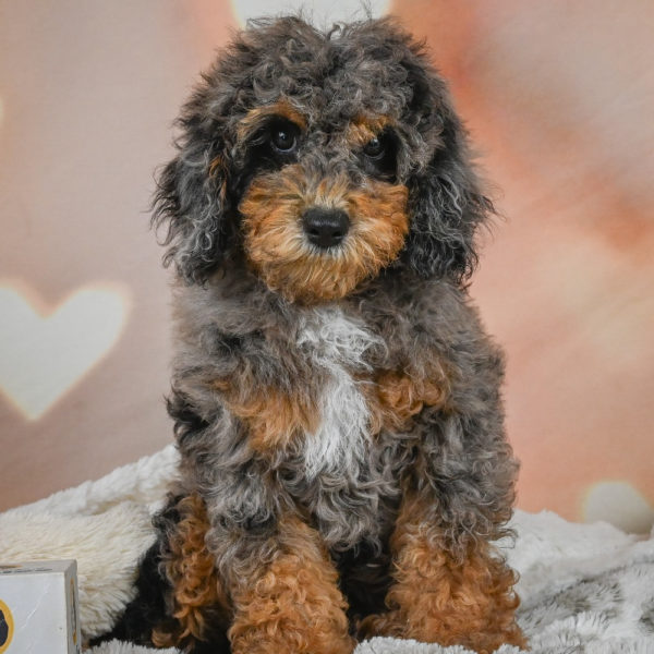 F1b Cockapoo Puppy for Sale