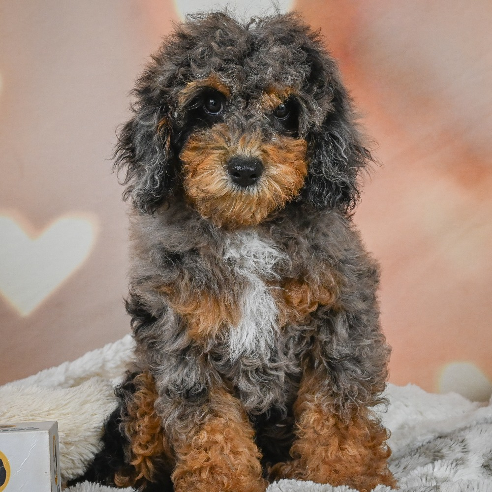F1b Cockapoo Puppy for Sale in NYC