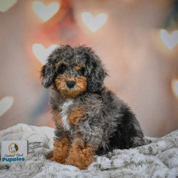 F1b Cockapoo Puppy for Sale