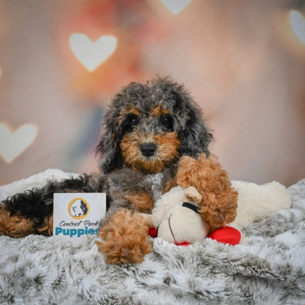 F1b Cockapoo Puppy for Sale