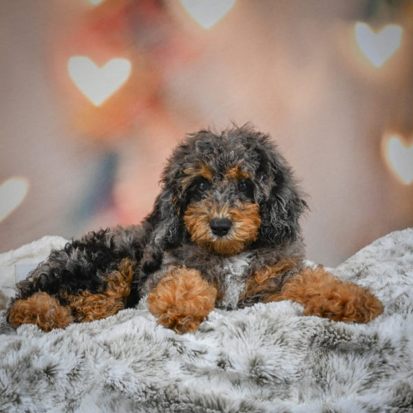 F1b Cockapoo Puppy for Sale