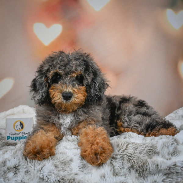 F1b Cockapoo Puppy for Sale