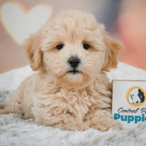 F1 Maltipoo Puppy for Sale